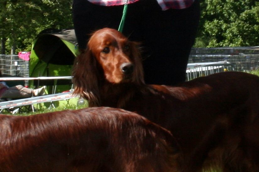 du Rû Du Moulinet - RIP belle et douce ILKIE (17.05.2013-19.11.2022)