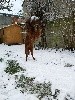  - J'CRUNCHIE profite aussi de la neige d'Ile de France