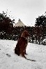  - Jalna sur la neige de Chaumont