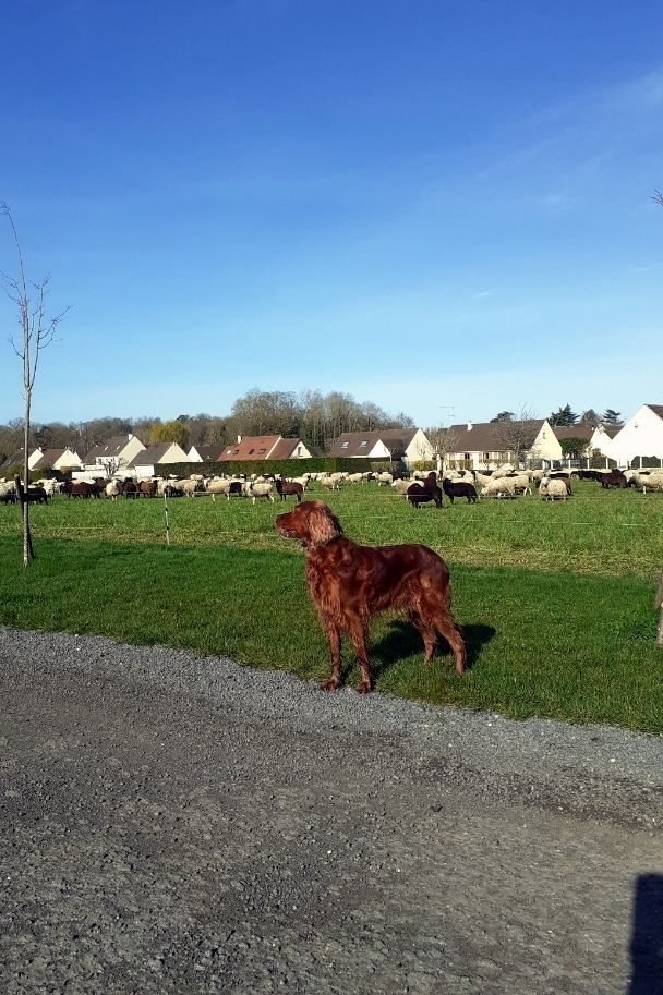 du Rû Du Moulinet - Jalna en gardienne de mouton