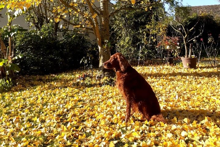 du Rû Du Moulinet - Jalna et son tapis d'automne