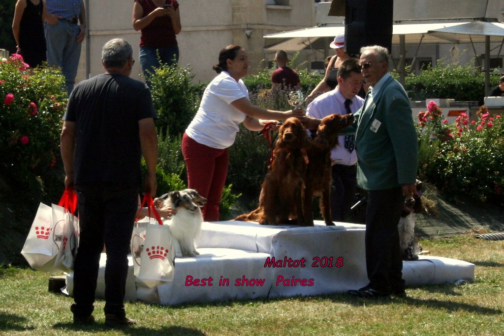 du Rû Du Moulinet - BEST IN SHOW PAIRE Maltot 2018